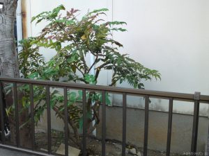 加古郡播磨町上野添での庭木の剪定作業